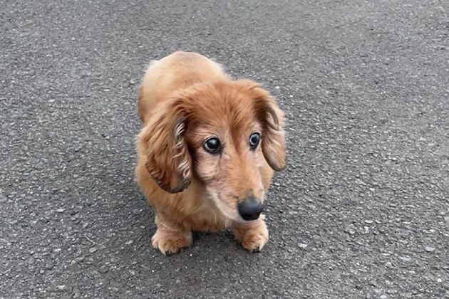 小型犬
